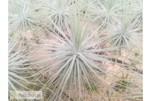 Tillandsia magnusiana