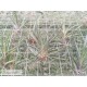 Tillandsia albertiana
