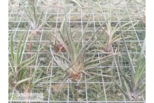 Tillandsia albertiana