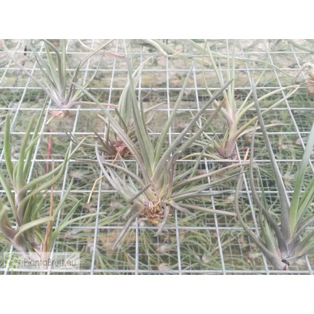 Tillandsia albertiana