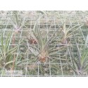 Tillandsia albertiana