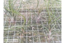 Tillandsia butzii