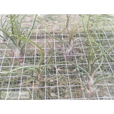 Tillandsia butzii