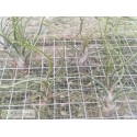 Tillandsia butzii