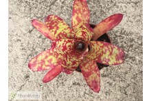 Neoregelia Winnie the Pooh