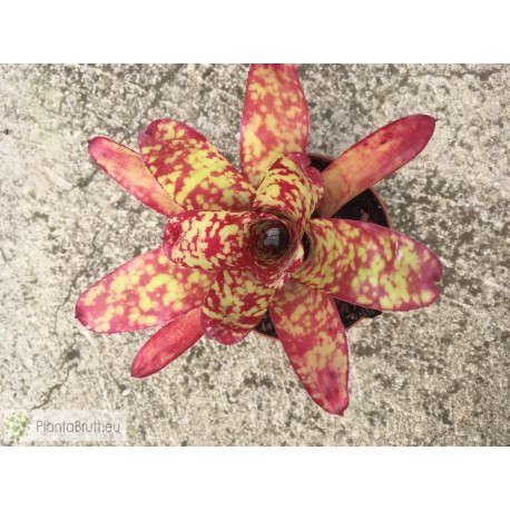 Neoregelia Winnie the Pooh