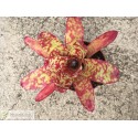 Neoregelia Winnie the Pooh
