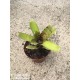 Neoregelia Manini