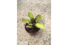 Neoregelia Manini