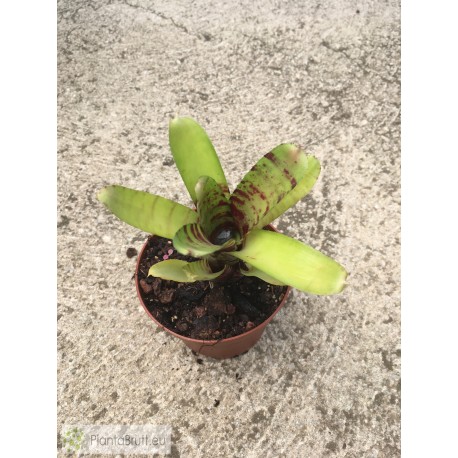 Neoregelia Manini