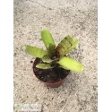 Neoregelia Manini