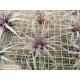 Tillandsia incurva