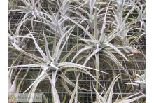 Tillandsia mitlaensis var. tulensis