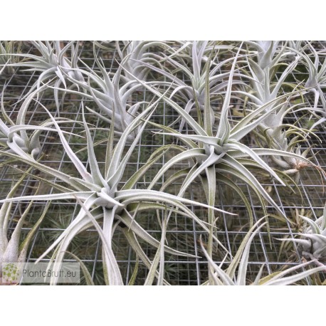 Tillandsia mitlaensis var. tulensis
