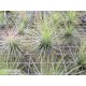 Tillandsia andreana