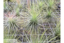 Tillandsia andreana