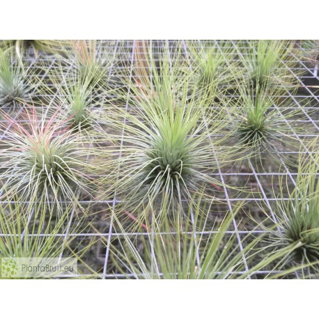 Tillandsia andreana