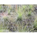 Tillandsia andreana