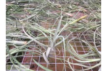 Tillandsia balbisiana