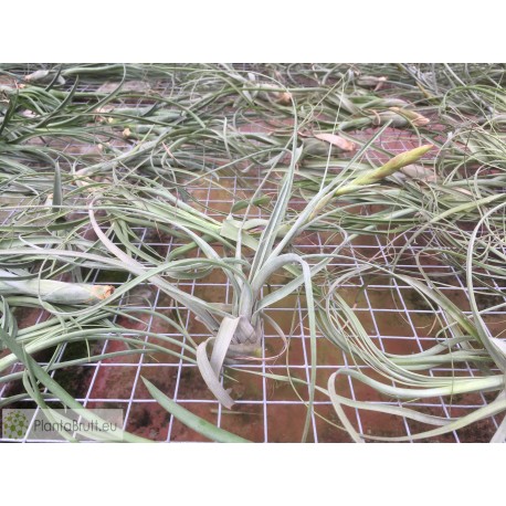 Tillandsia balbisiana