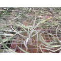 Tillandsia balbisiana