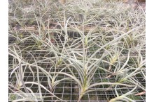 Tillandsia caliginosa