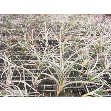 Tillandsia caliginosa