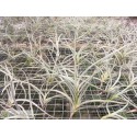 Tillandsia caliginosa