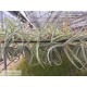 Tillandsia duratii