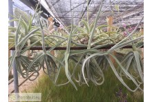 Tillandsia duratii small