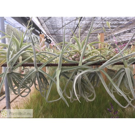 Tillandsia duratii