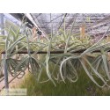 Tillandsia duratii pequeña