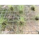 Tillandsia filifolia