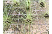 Tillandsia filifolia