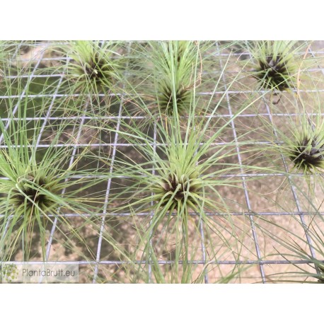 Tillandsia filifolia
