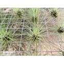 Tillandsia filifolia