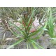 Tillandsia flabelata rubra