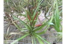 Tillandsia flabellata var. rubra