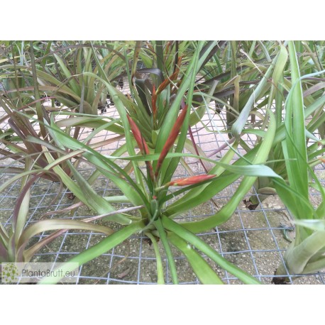 Tillandsia flabelata rubra
