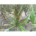 Tillandsia flabellata var. rubra