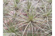 Tillandsia floribunda