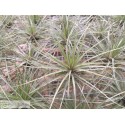 Tillandsia floribunda