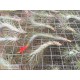 Tillandsia funckiana