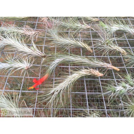Tillandsia funckiana