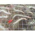 Tillandsia funckiana
