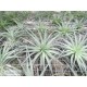 Tillandsia geminiflora