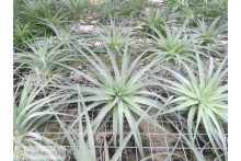Tillandsia geminiflora