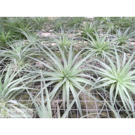 Tillandsia geminiflora