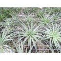 Tillandsia geminiflora