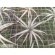 Tillandsia ixioides